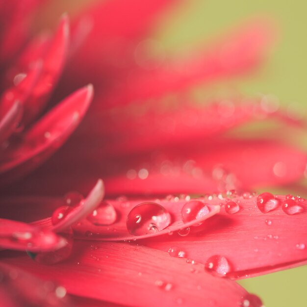 Waterdruppel op de roze bloem over groene achtergrond