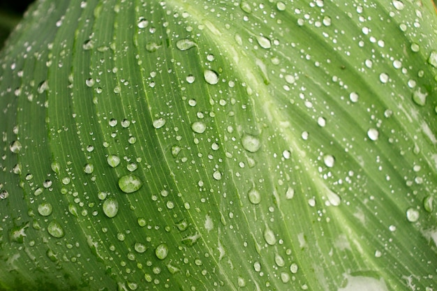 Waterdruppel op een blad na regen