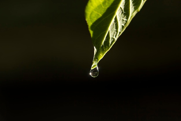 Waterdruppel op groen blad