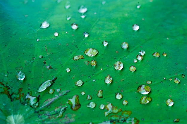 Waterdruppel op lotusblad na regent