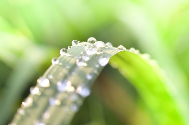 Waterdruppel van dauw op blad groen gras op gebied in ochtend met zon lichte heldere dag