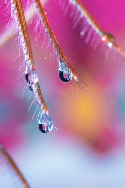 Waterdruppel van gras in macro