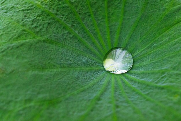Waterdruppel verzamelt zich in het midden van het lotusblad. Close-up macro-opname aderpatroon van de lotus