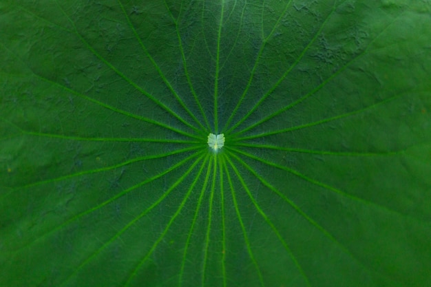 Waterdruppel verzamelt zich in het midden van het lotusblad. Close-up macro-opname aderpatroon van de lotus