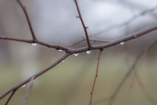 Waterdruppels na regen op boomtakken