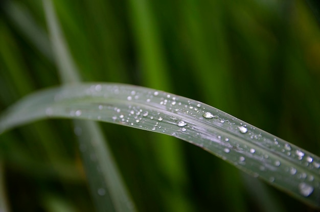 Waterdruppels op bladeren na regen