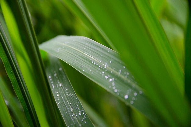 Waterdruppels op bladeren na regen