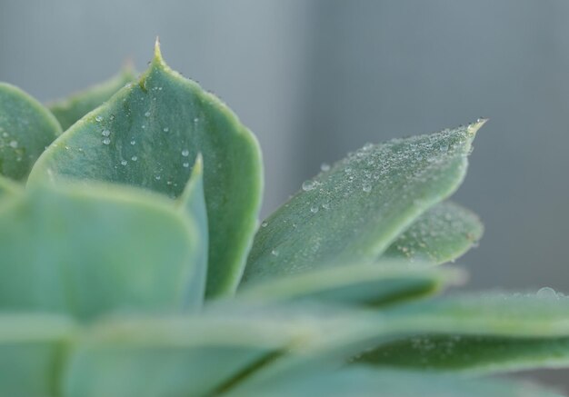 waterdruppels op de bladeren van een vetplant