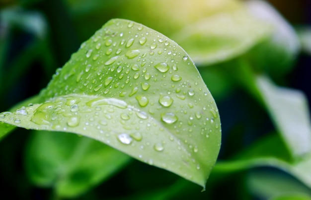 Waterdruppels op de groene bladeren prachtige natuur na de regen