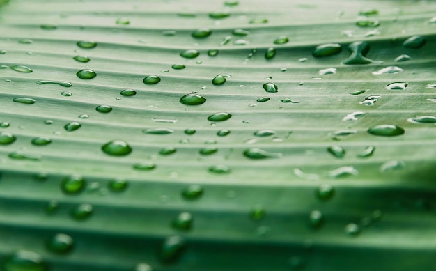 Waterdruppels op de groene bladeren van de natuur