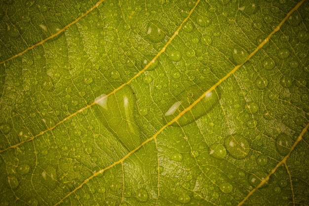 Waterdruppels op een geel blad