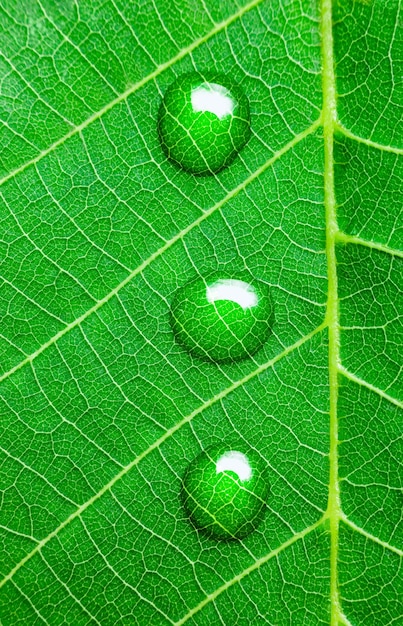 Foto waterdruppels op een groen blad super macro