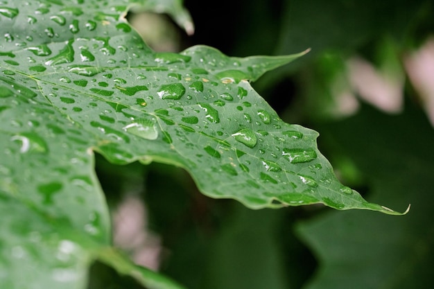 Waterdruppels op een groen blad van een plant