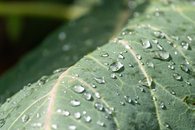 Waterdruppels op een koolblad