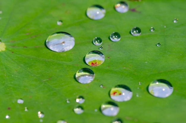 Waterdruppels op een lotusblad, ondiepe focus