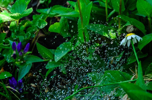 Waterdruppels op een spinnenweb vroeg in de ochtend