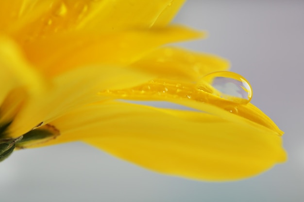 Waterdruppels op gele bloem op lichte achtergrond