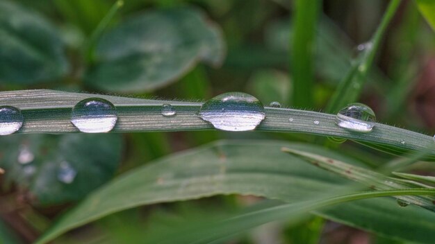 Foto waterdruppels op gras macrobeeld