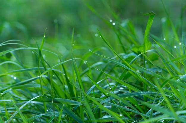 Waterdruppels op grasbladen