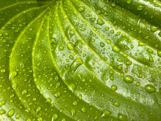 Waterdruppels op groen blad in regenachtige dag