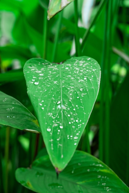 Waterdruppels op groen blad van gigantea in de tuin.