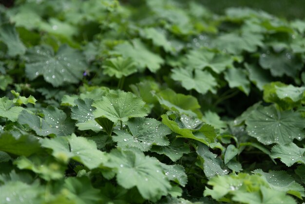 Waterdruppels op groen blad.