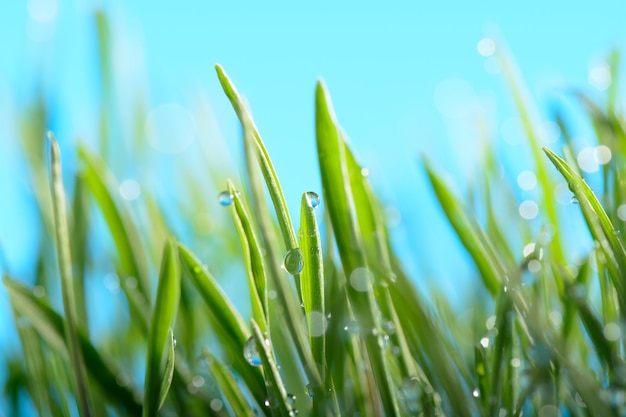 Foto waterdruppels op groen gras tegen de hemel