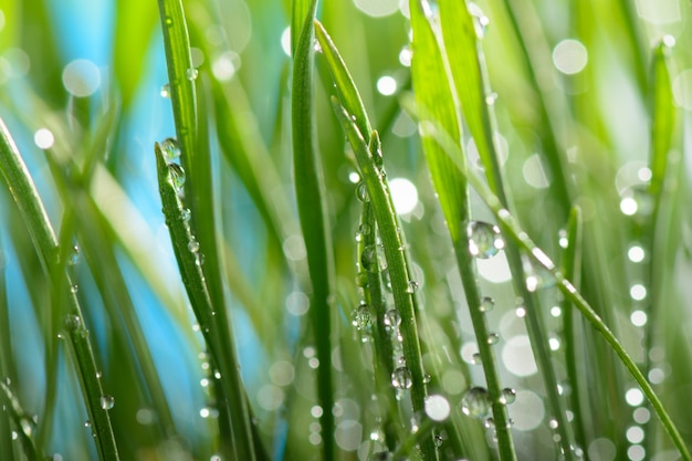 Waterdruppels op groen gras