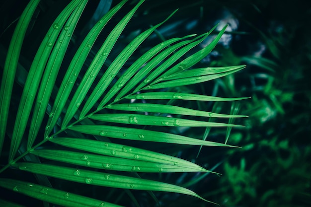 Waterdruppels op groen palmblad, natuur achtergrond