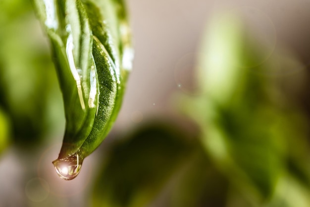 Waterdruppels op groene bladeren met groene achtergrond