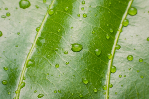 Waterdruppels op groene bladeren