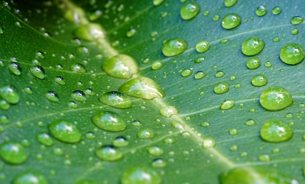 Waterdruppels op groene bladversheid op aardachtergrond