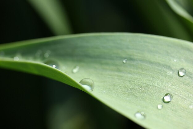 waterdruppels op het blad