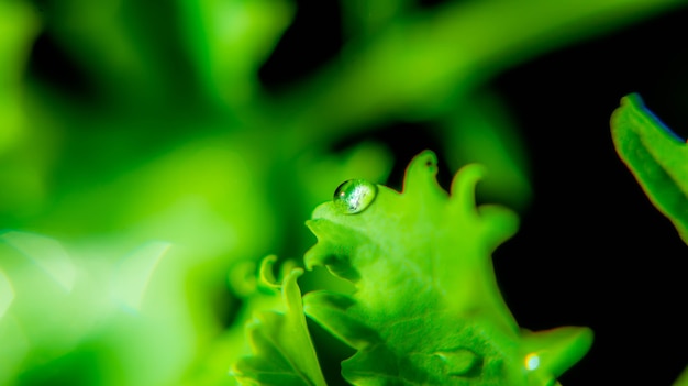 Waterdruppels op het bladpark buiten groen