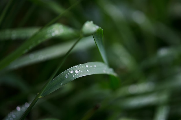 Waterdruppels op het groene gras Macrofotografie Afbeelding