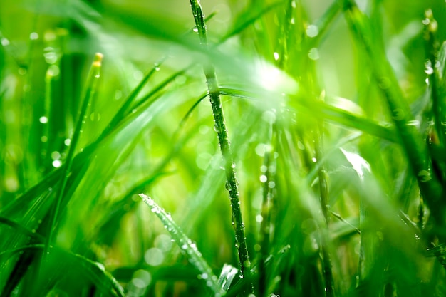 Waterdruppels op het groene grasoppervlak