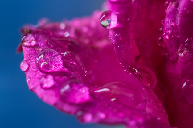 Waterdruppels op roze rozenblaadjes