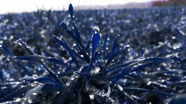 Foto waterdruppels van grasblad