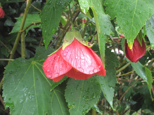 Foto waterdruppeltje op rode bloem en groen blad na regen