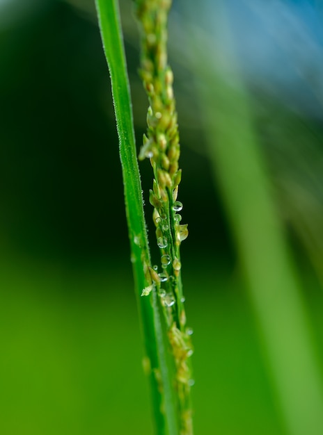 Waterdruppeltjes op bladeren in lichte ochtend