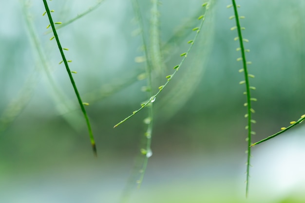 Waterdruppeltjes op groene bladeren.