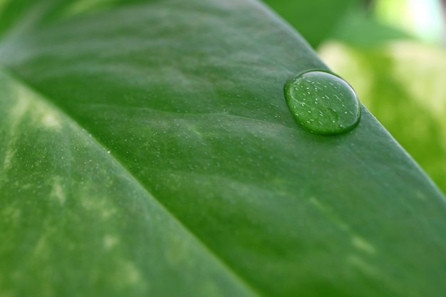 Waterdruppeltjes op het levendige groene blad met selectieve aandacht
