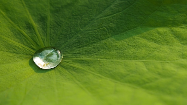 Waterdruppeltjes op Lotusblad