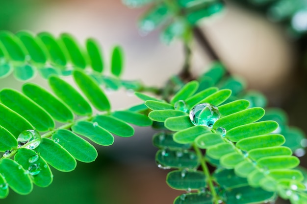 Foto waterdruppeltjes vormen zich op de bladeren