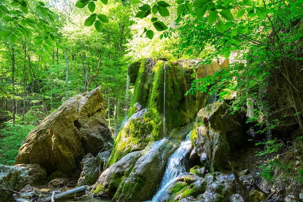 Водопад в красивом зеленом лесу