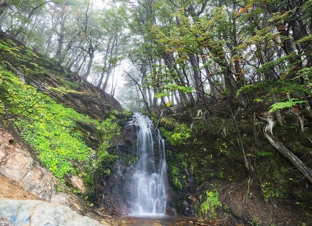 Водопад в красивом туманном лесу