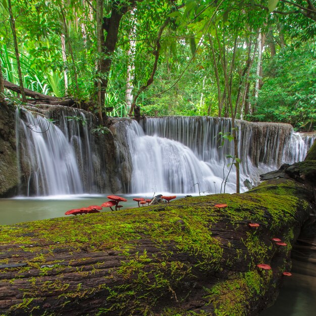 Waterfall in Deep Forest