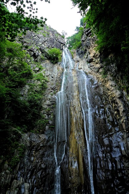 Foto una cascata nella foresta con un albero sullo sfondo