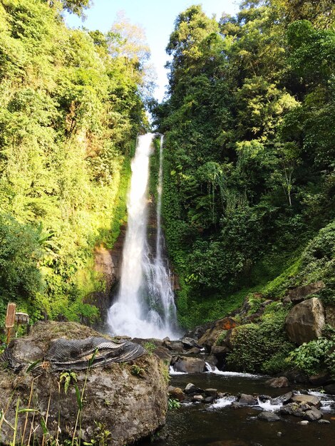 Foto cascata nella foresta