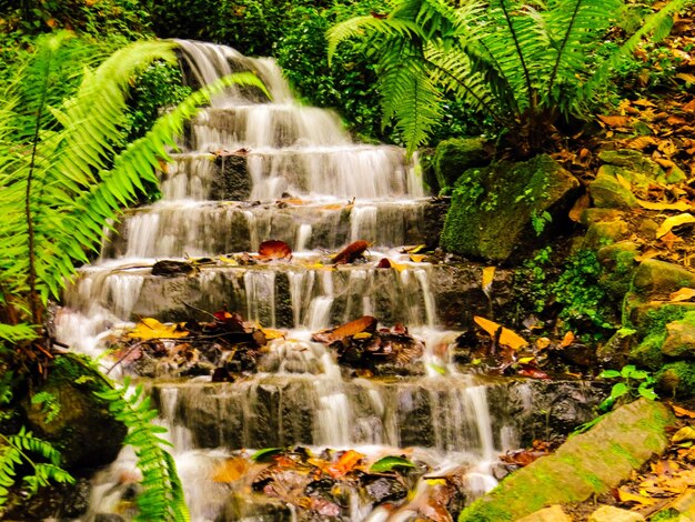 Waterfall in forest